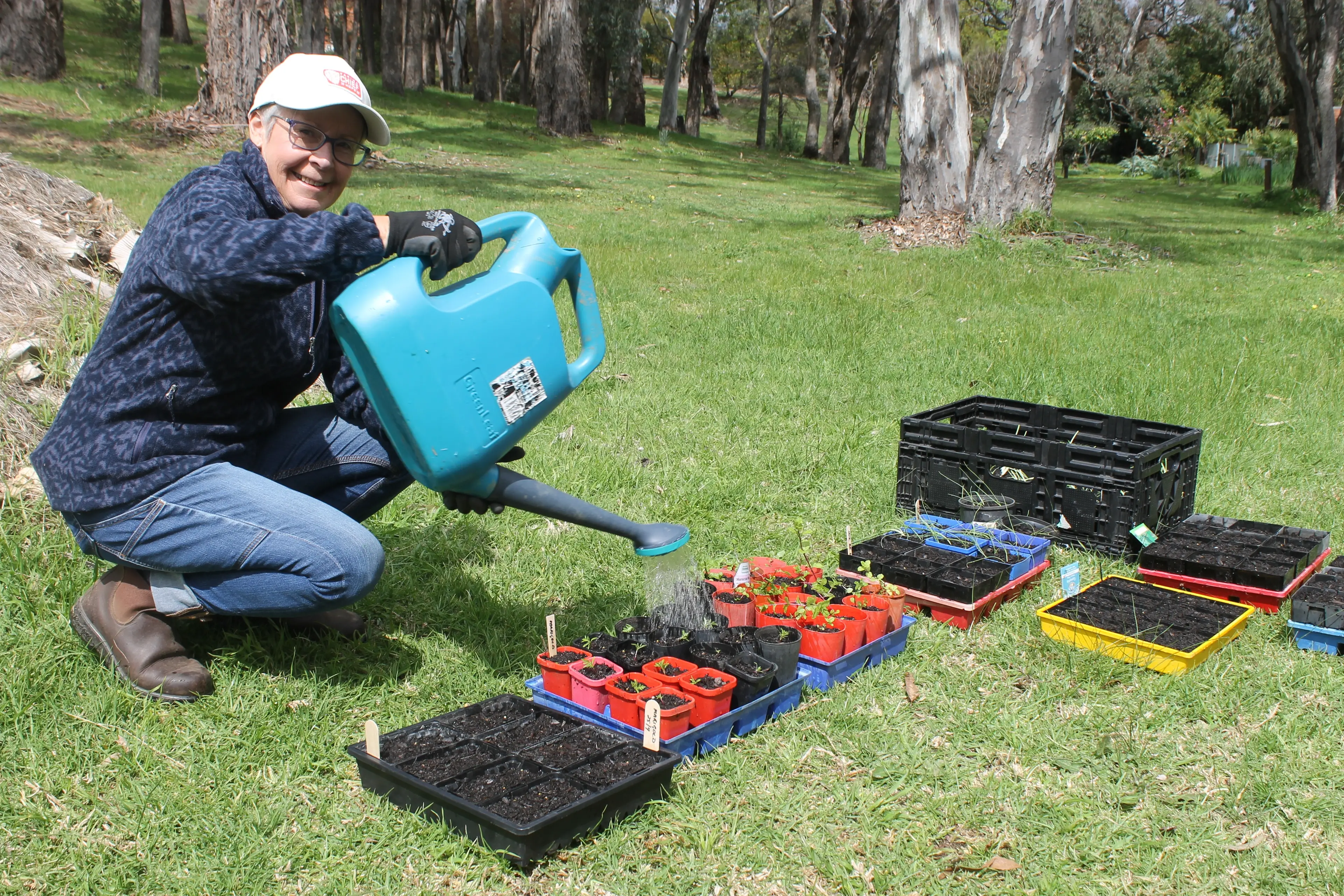 <p>GARDEN GAME-PLAN: Myrtleford Garden Club volunteer Gail Monshing quenches the thirst of some new plantings. PHOTO: Phoebe Morgan</p>\\n