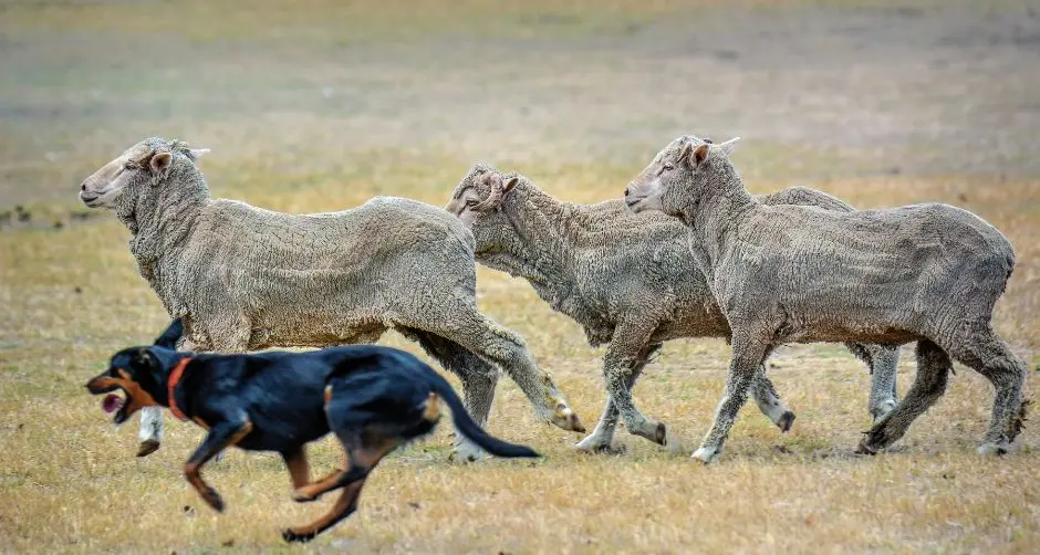 Plan to protect livestock during bushfire season​