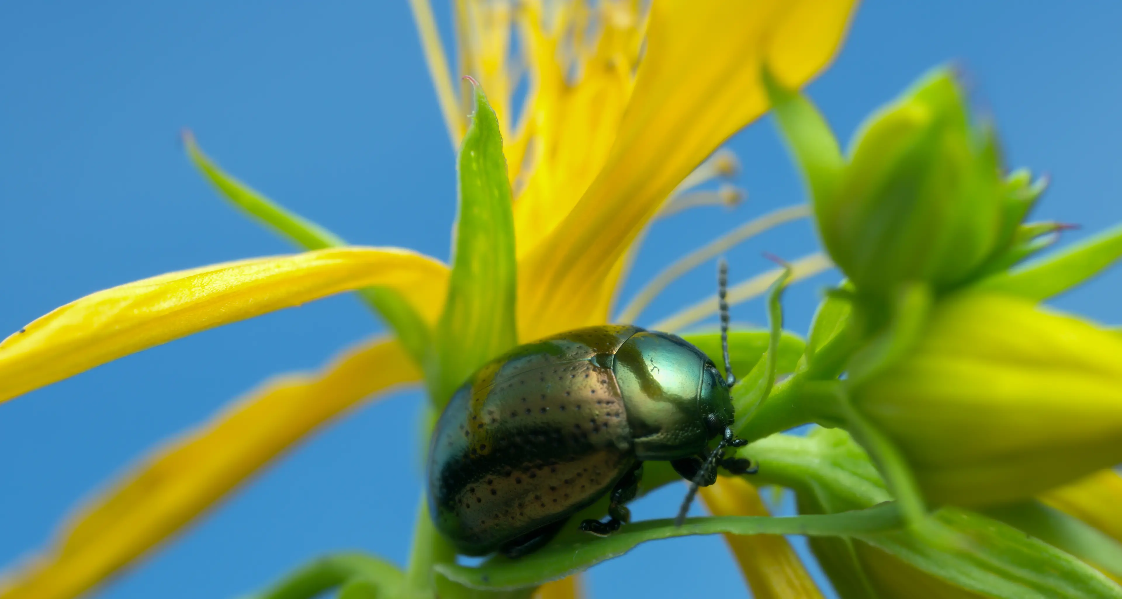 St John’s wort beetle returns in force across local pastures