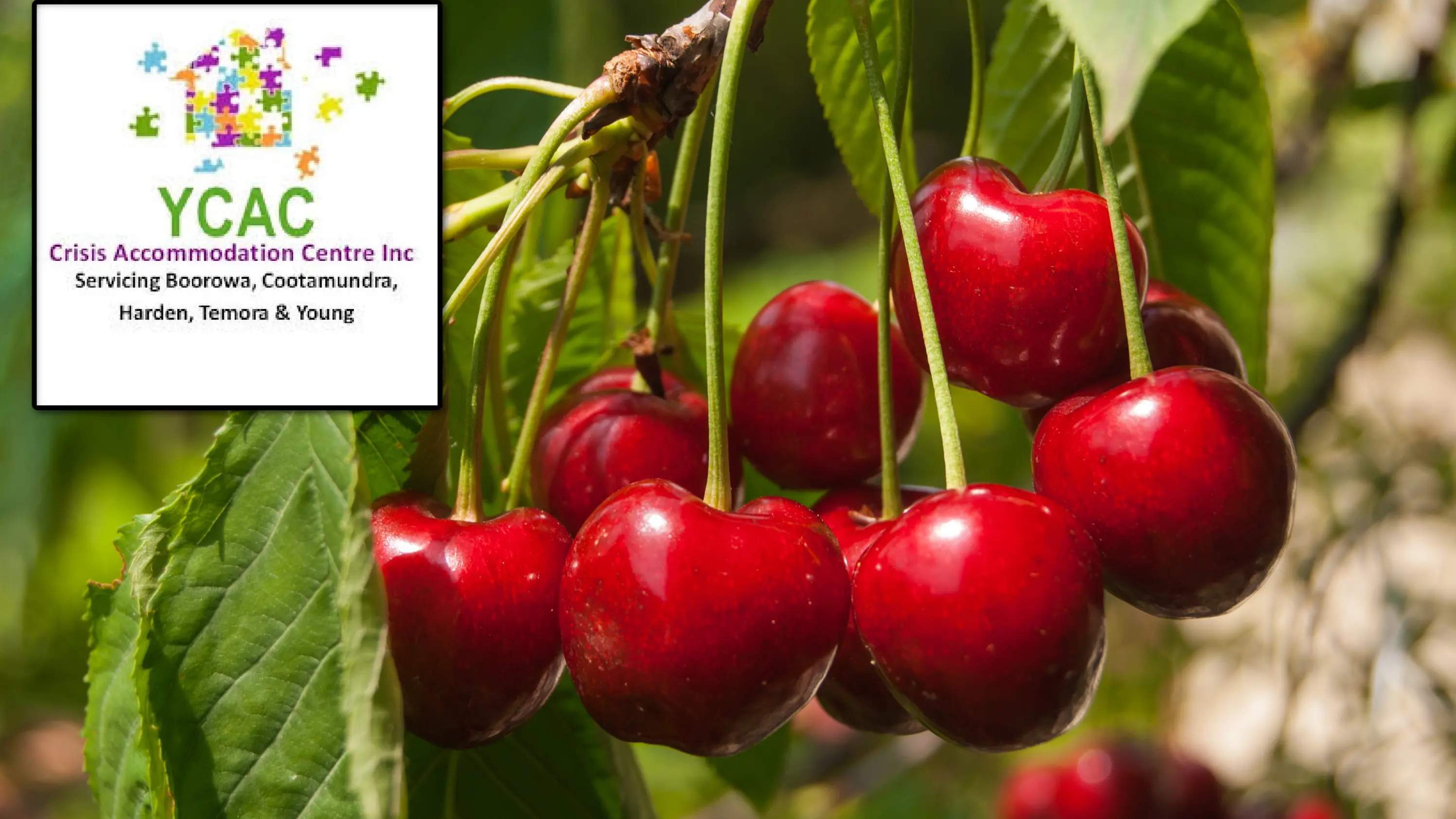 Housing strain grows as YCAC faces pressure during peak season