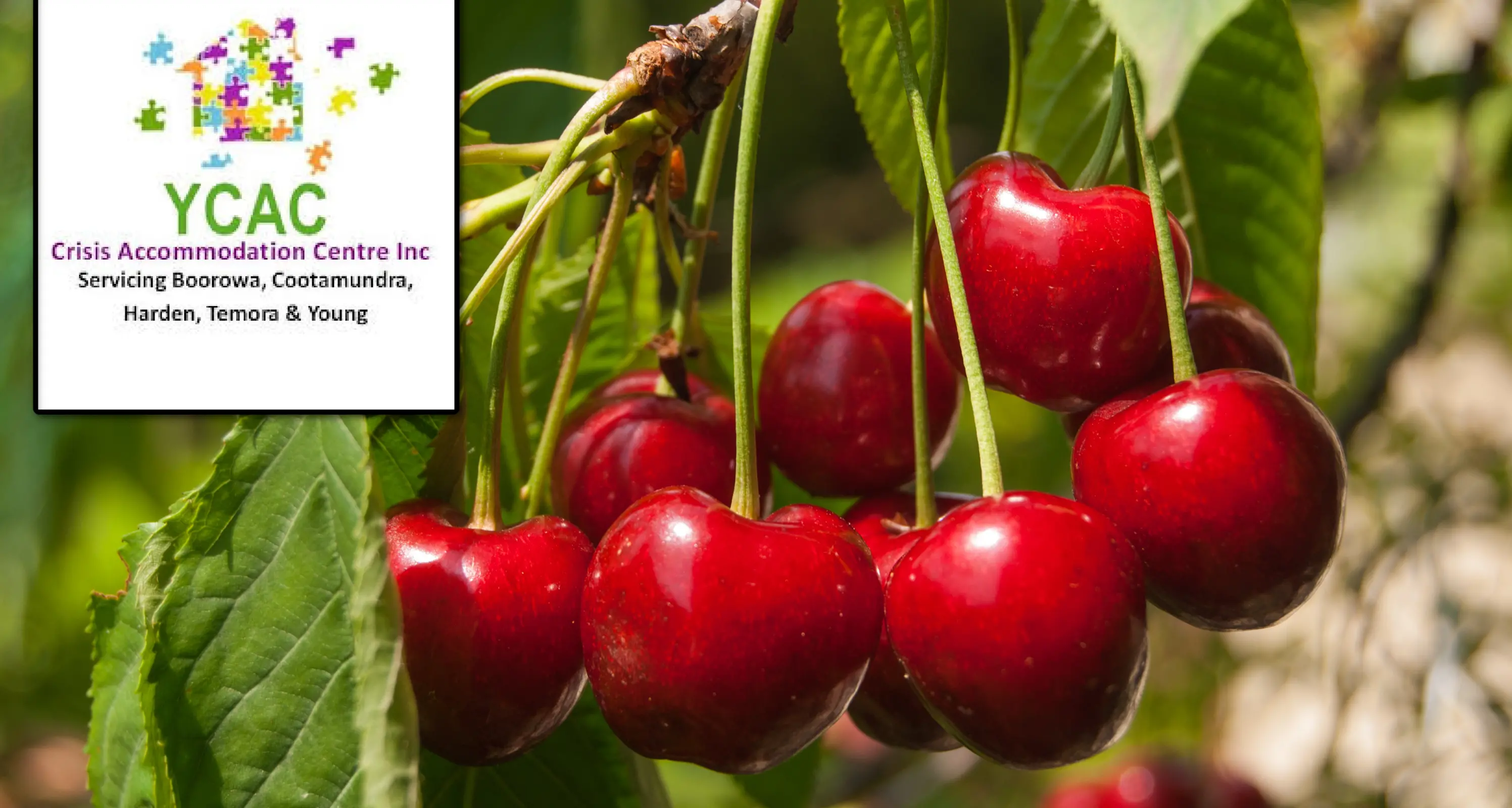 Housing strain grows as YCAC faces pressure during peak season