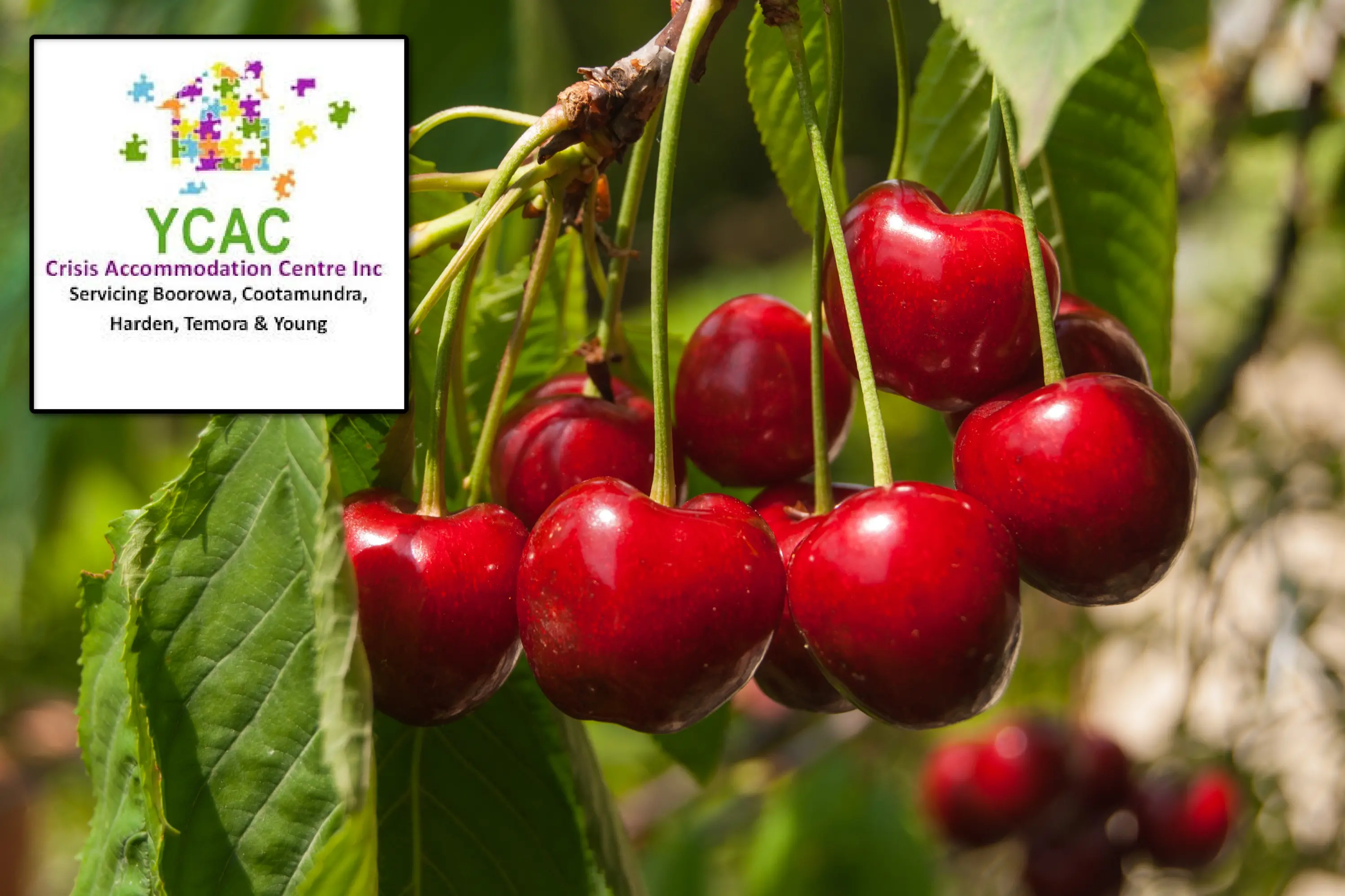 Housing strain grows as YCAC faces pressure during peak season