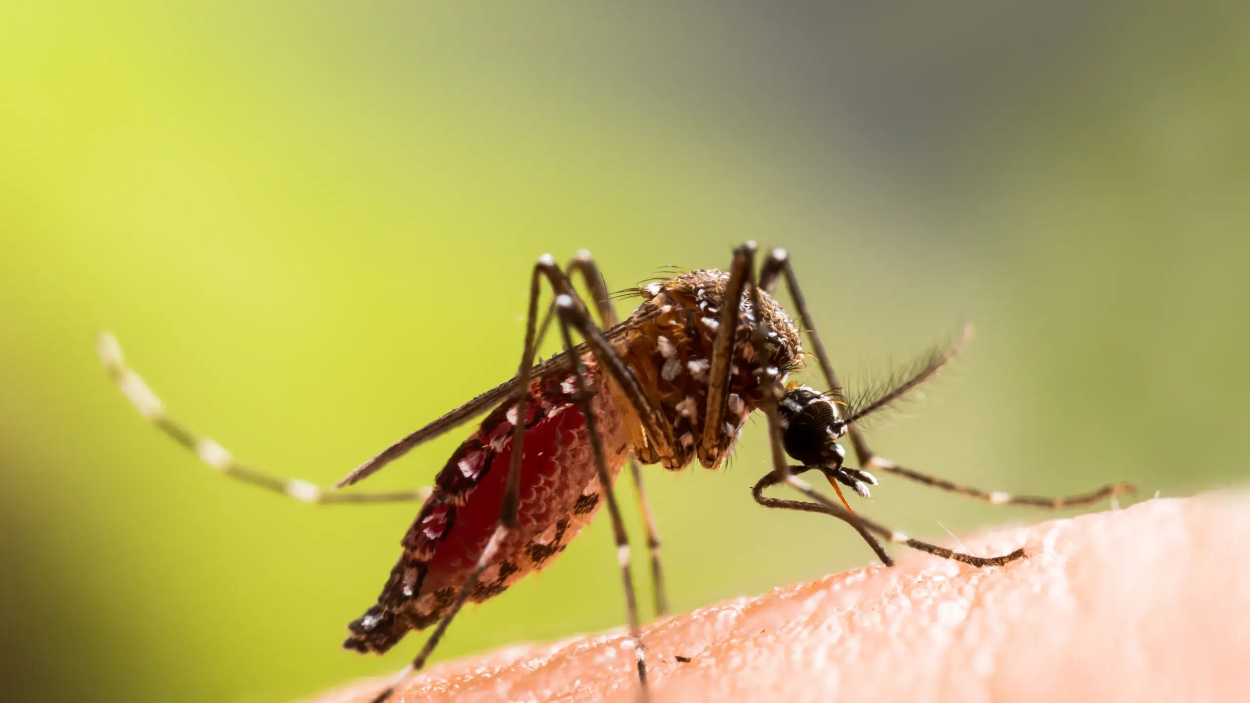 Residents urged to take care this mosquito season