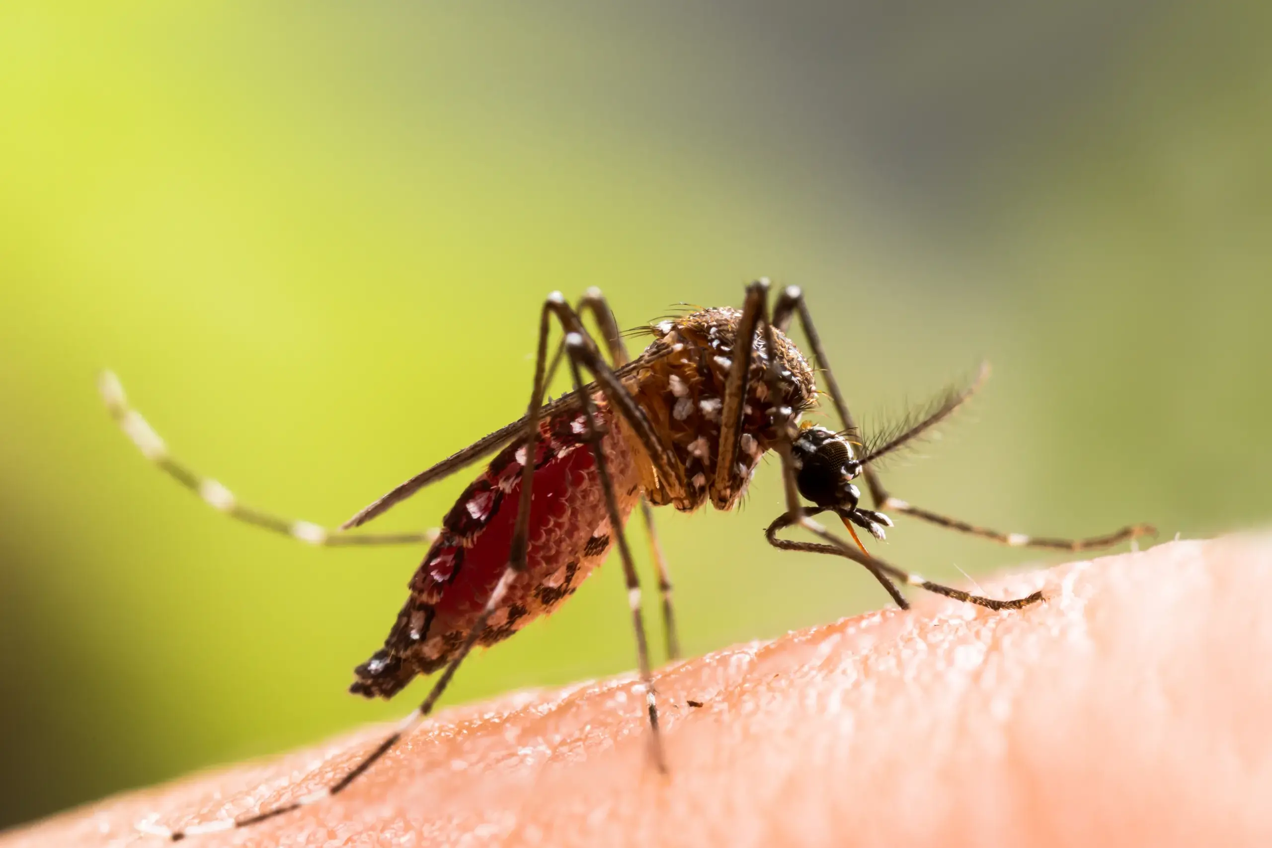 Residents urged to take care this mosquito season
