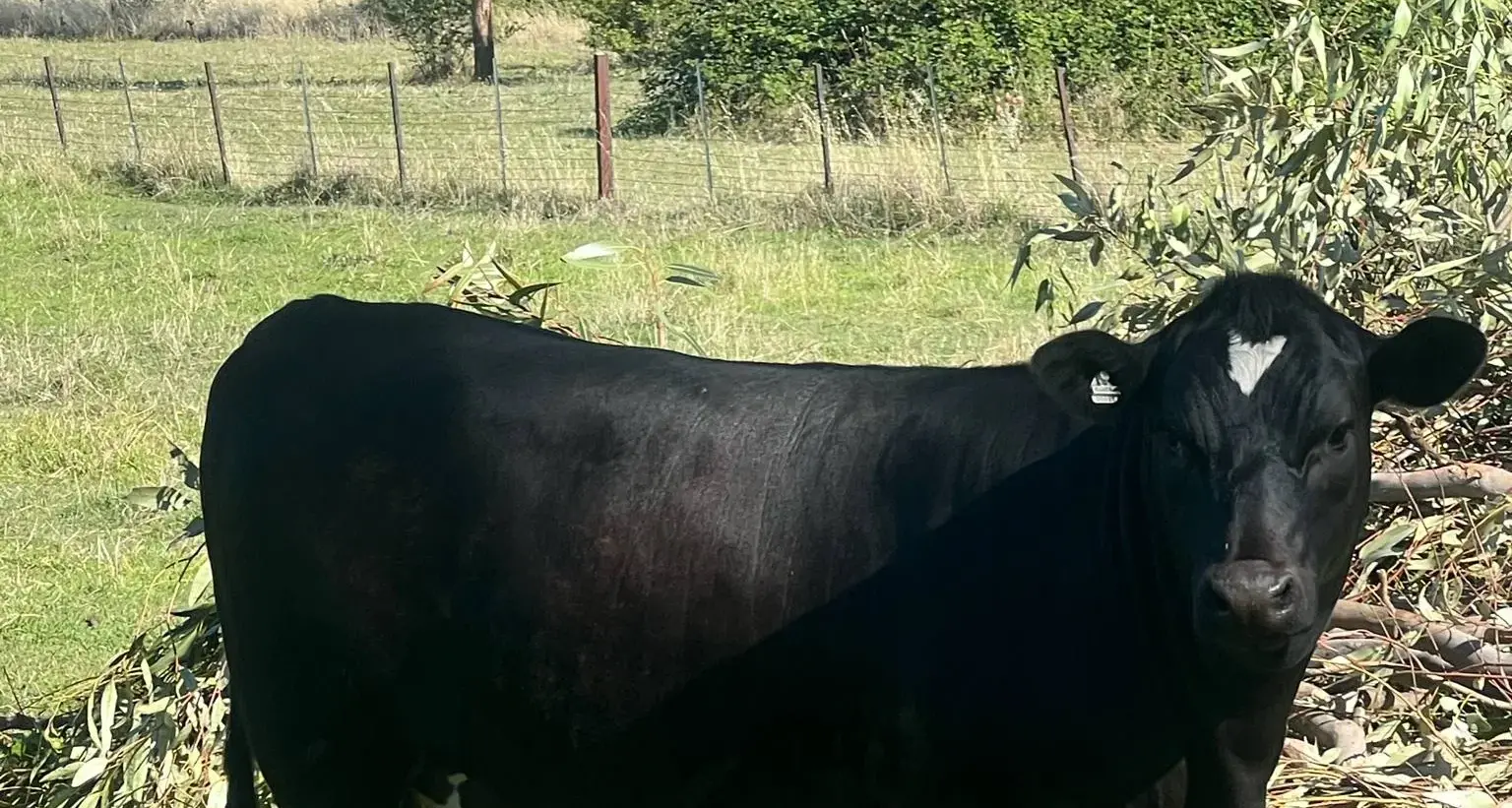 Virtual fencing agtech to modernise cattle farming