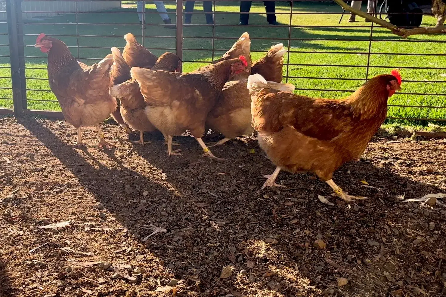 <p>JE virus was found in the blood of sentinel chickens near Goulburn according to NSW Health. PHOTO: NSW Health</p>\\n