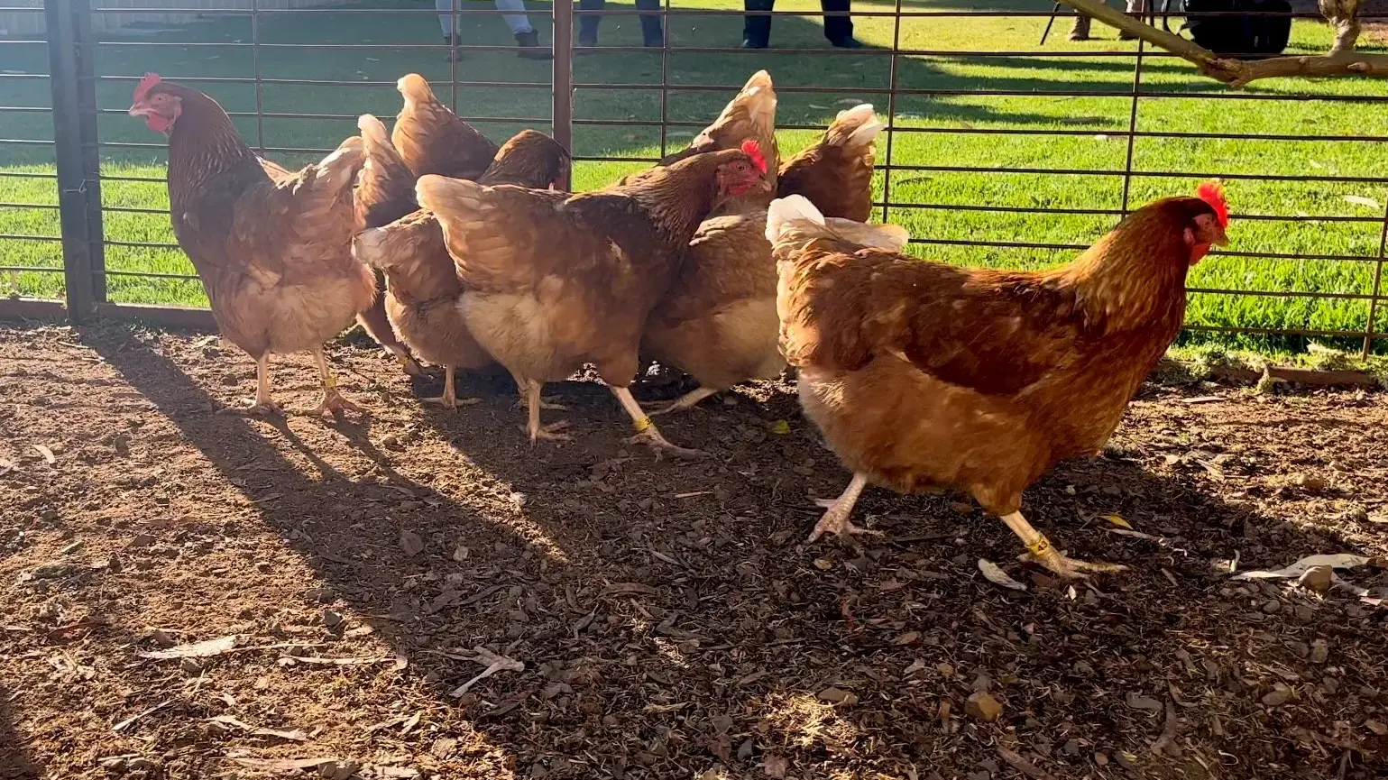 NSW Health issue a mosquito warning for locals