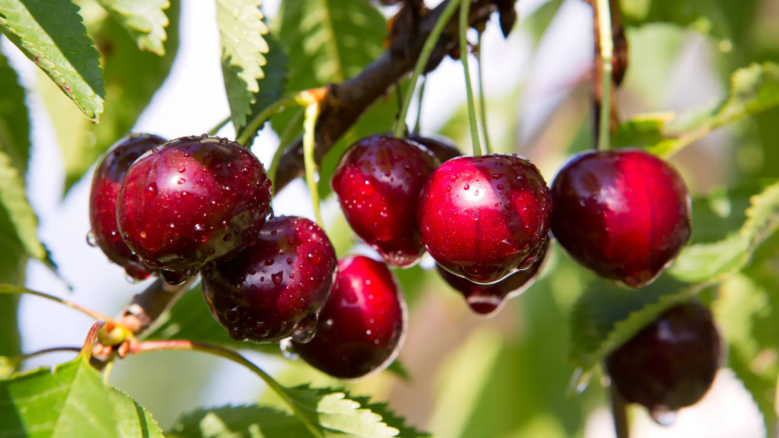 Tax shock for farm trailblazers