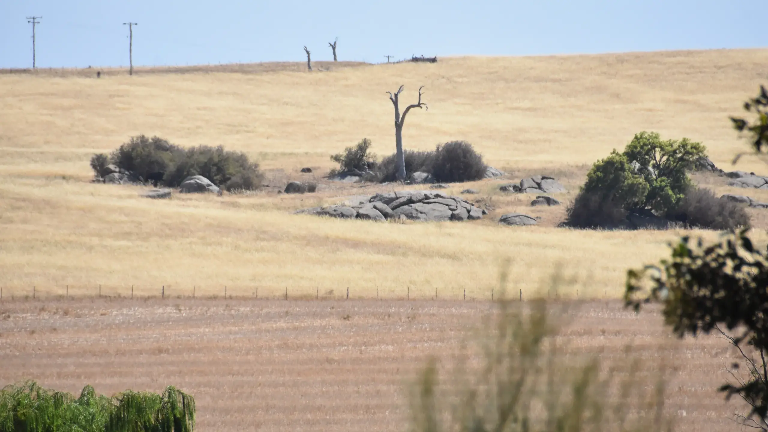 Further drought support announced