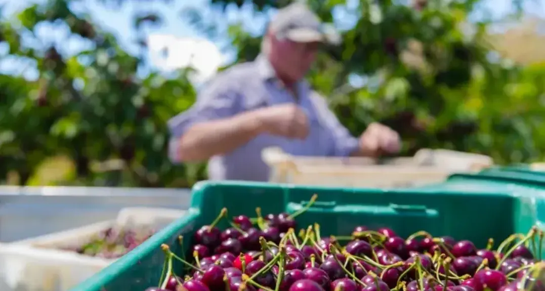 New rules for berry, leafy vegetable and melon growers in NSW