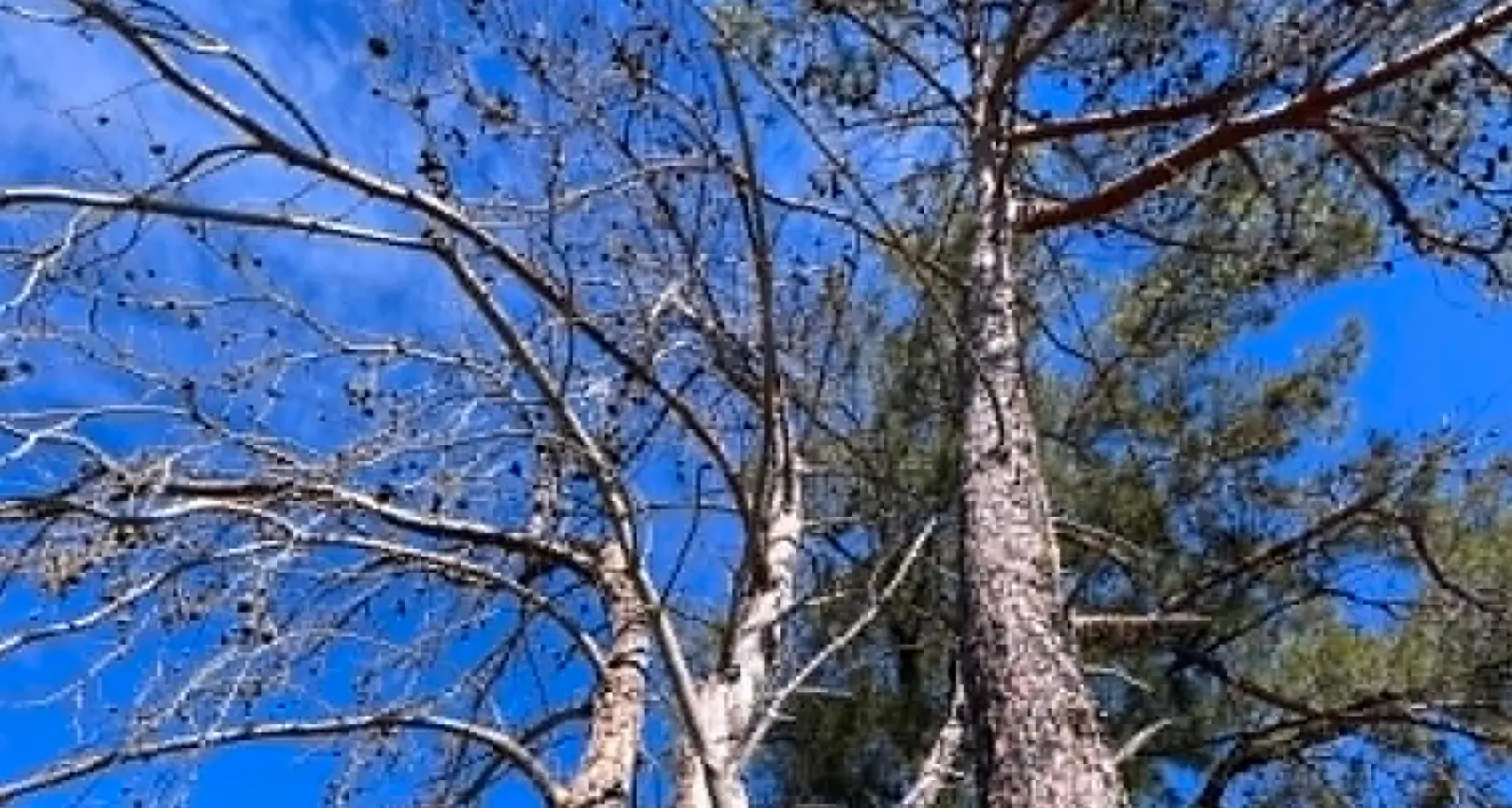 Calls to preserve Young’s historic Lone Pine memorial