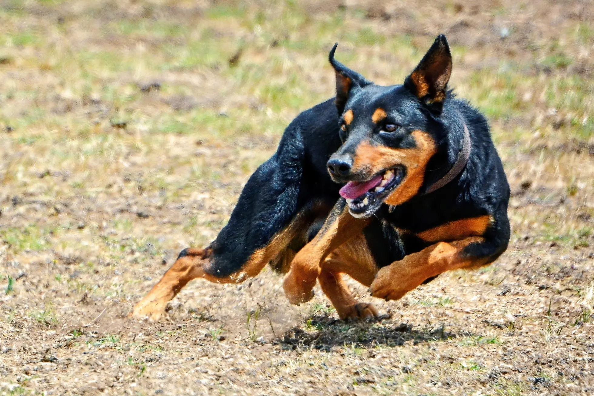 Top Yard Dogs and Handlers Set to Compete at NSW Championship in Young