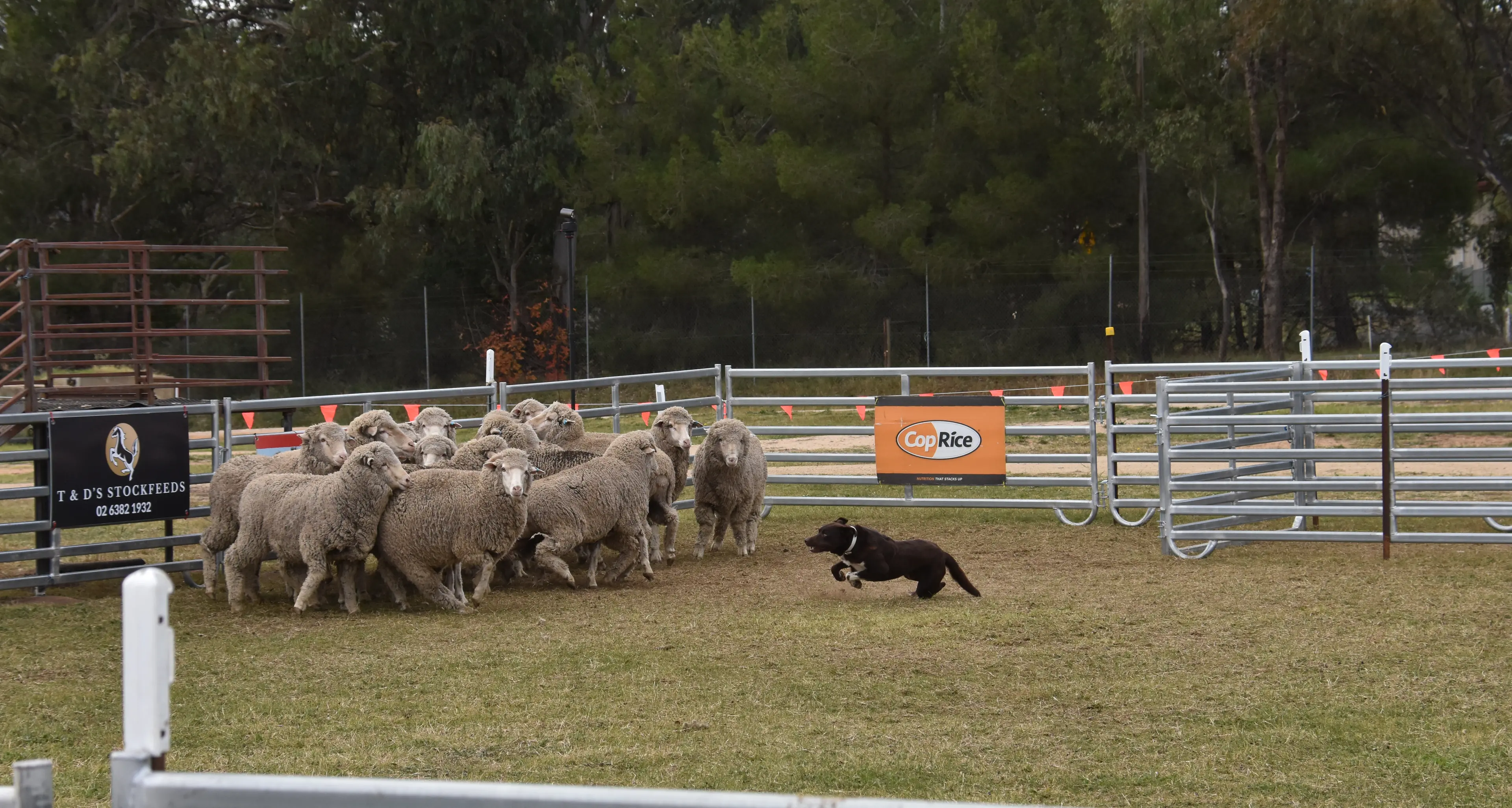 Talent on display at Yard Dog Championships