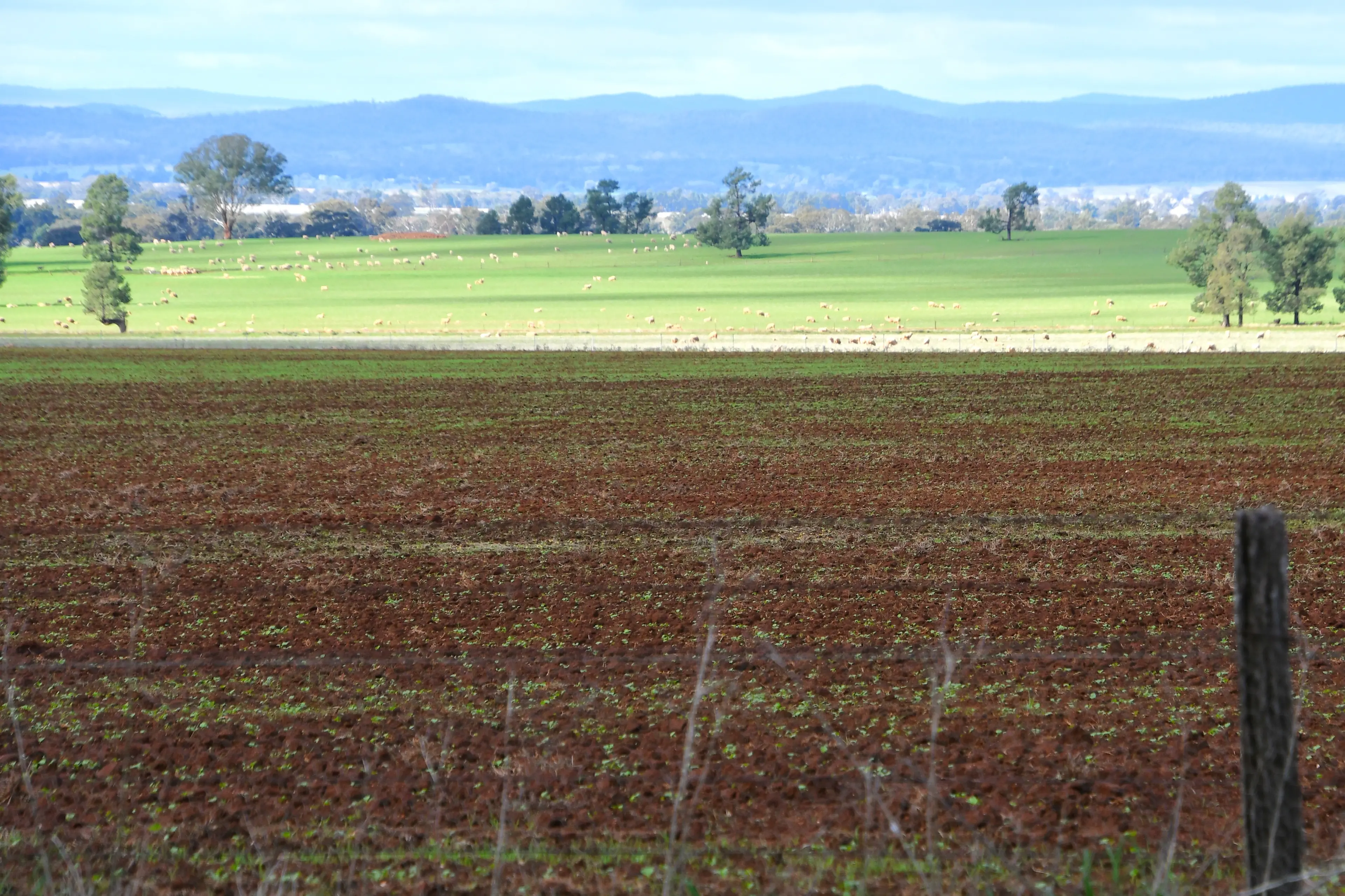 <p>Crops are beginning to emerge after an incredible Autumn rain break. </p>\\n