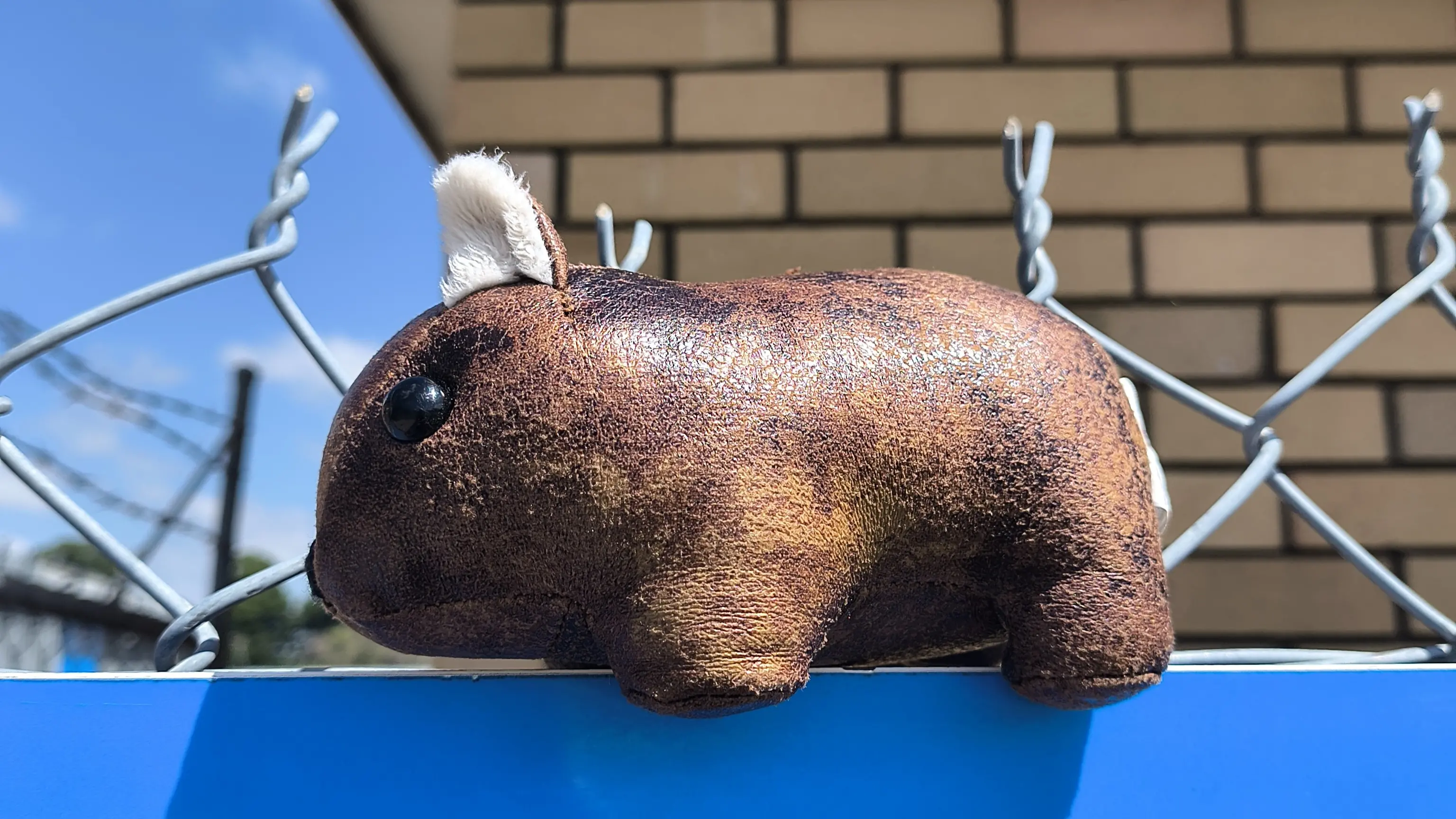 Where is Wally the Wombat