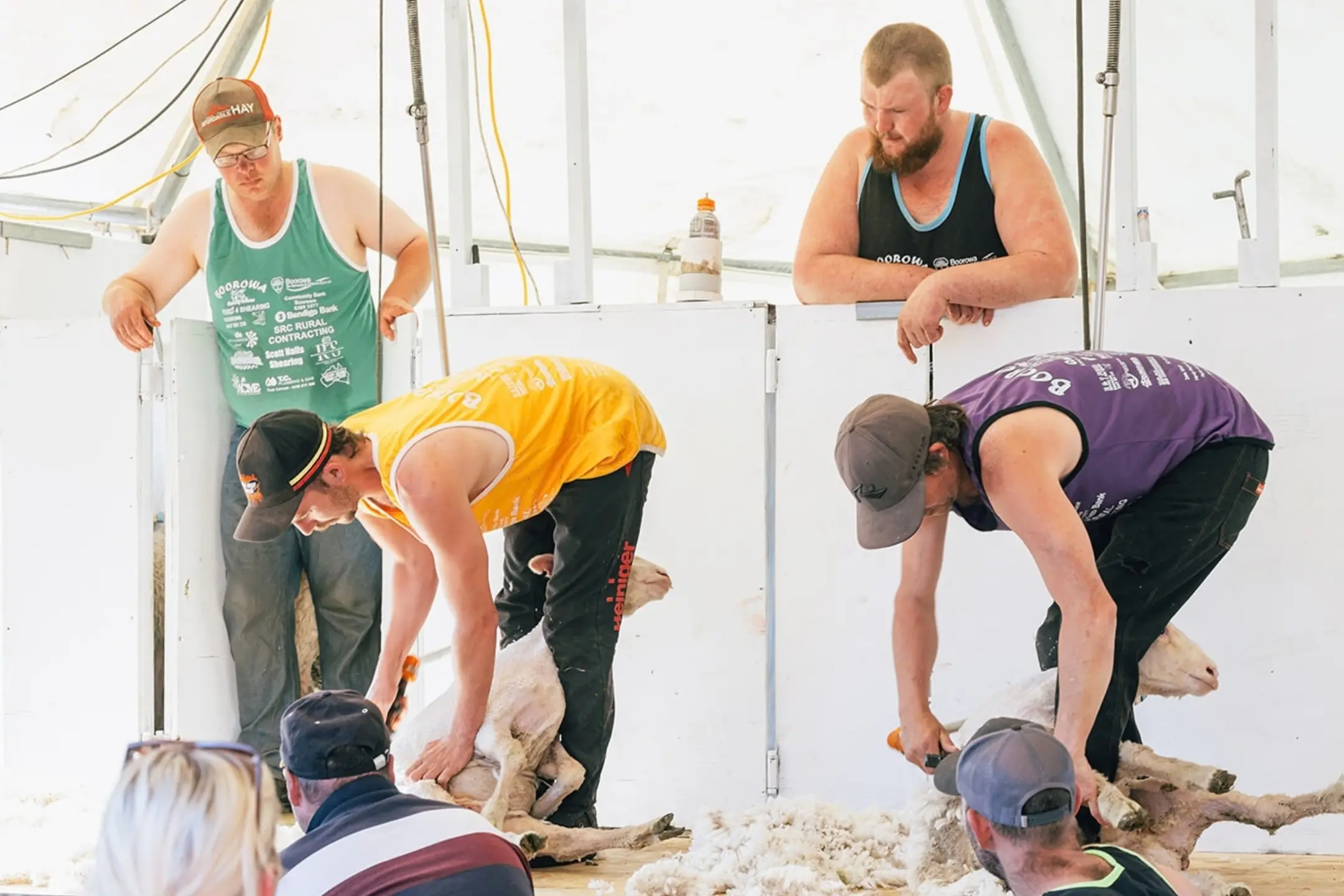 Boorowa's shearing showdown fast approaching