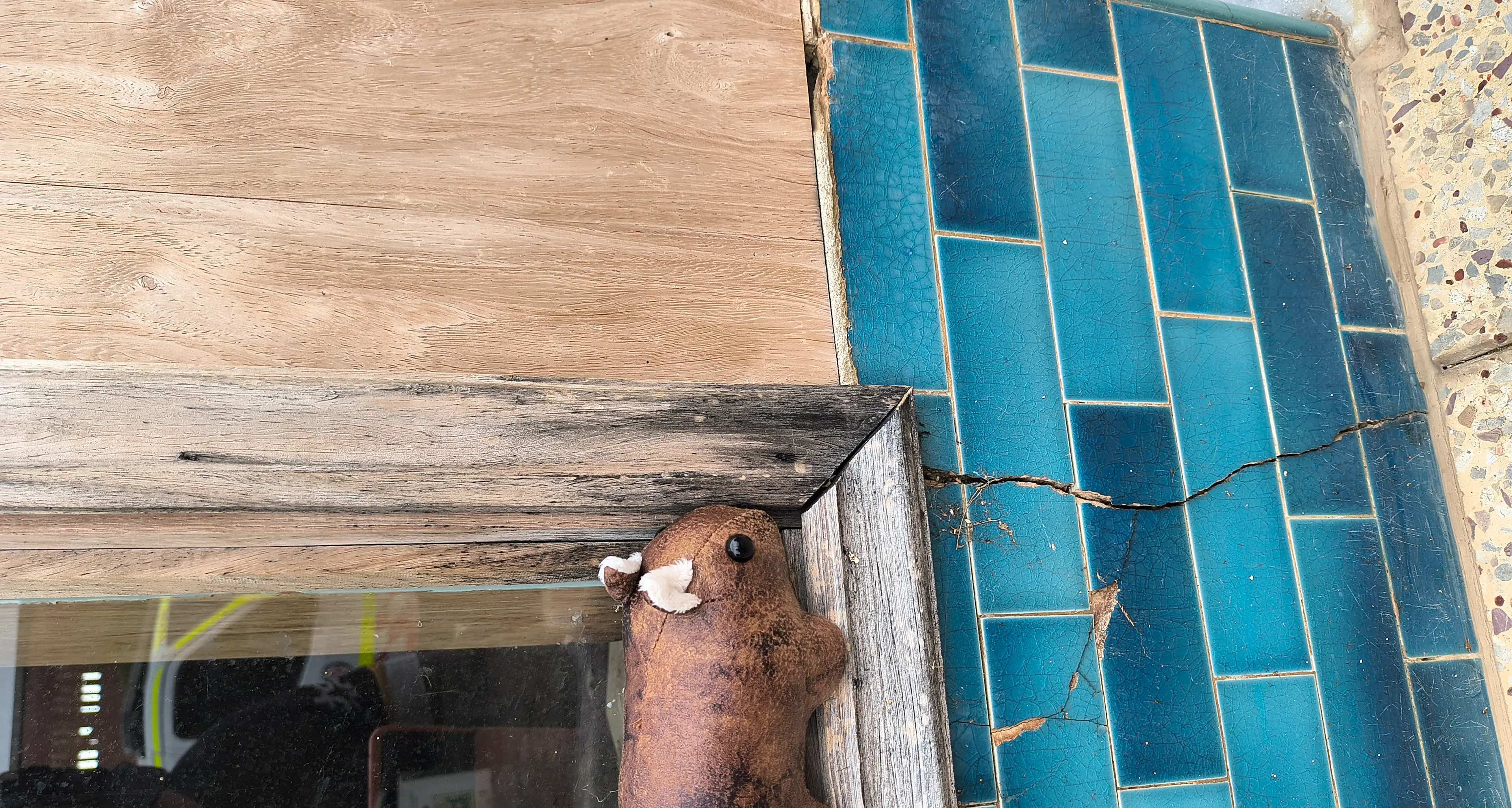 Where's Wally the Wombat