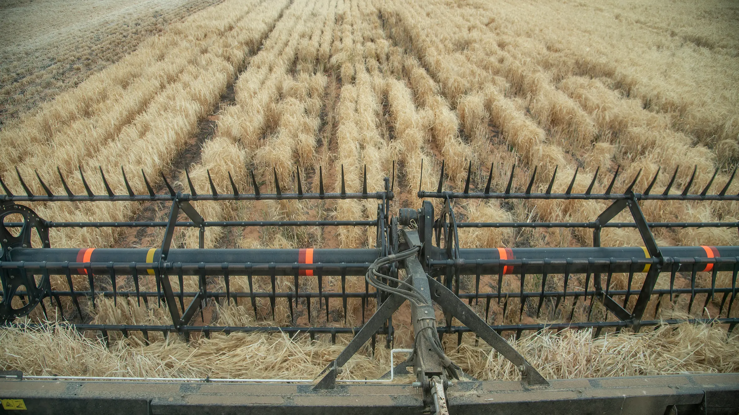Working holiday visas changes may impact local harvest