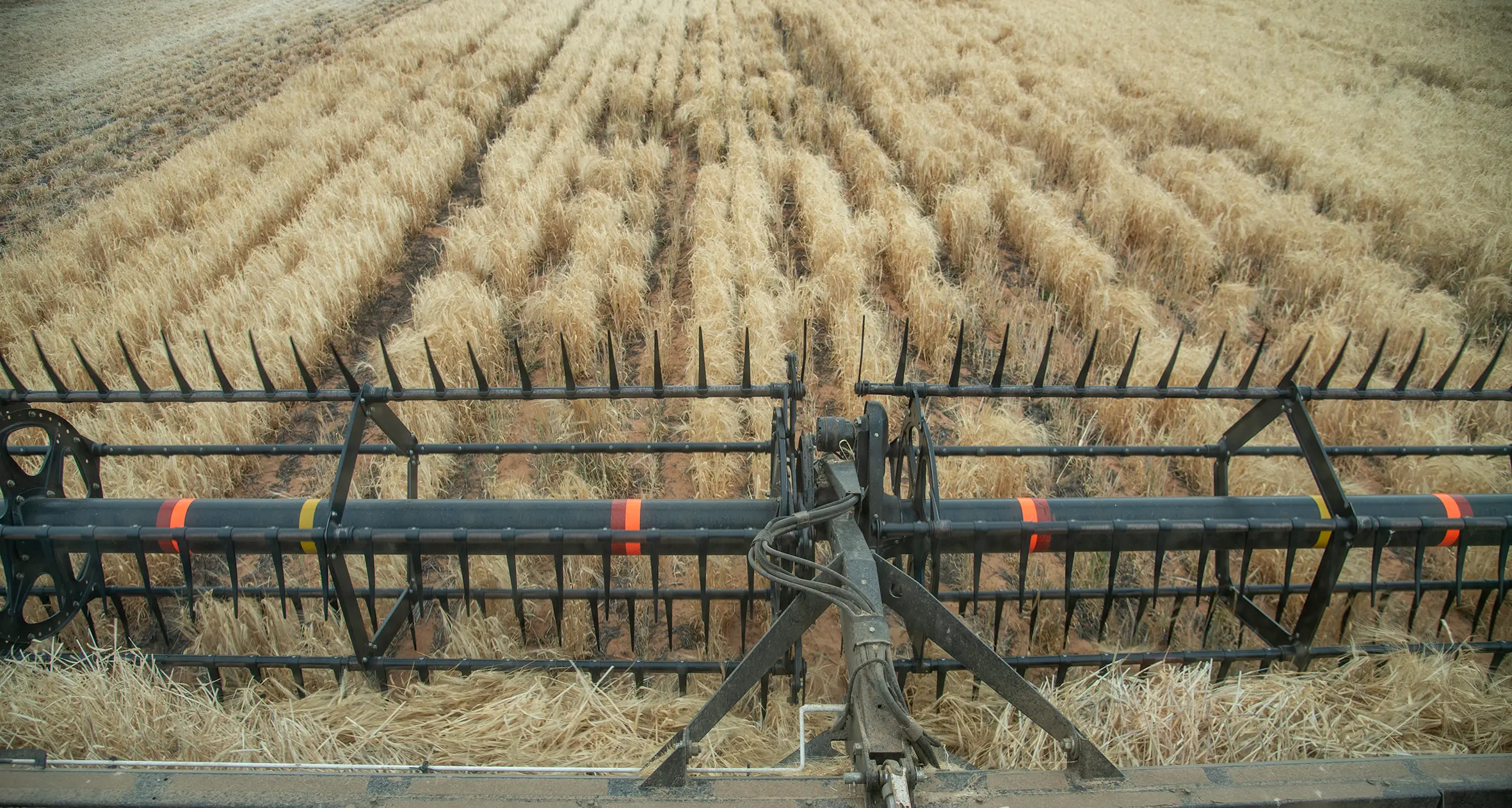 Working holiday visas changes may impact local harvest