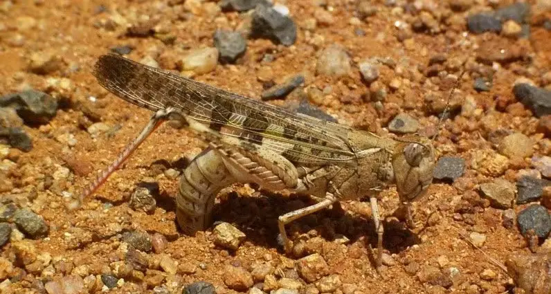 Locals encouraged to report plague locust sightings