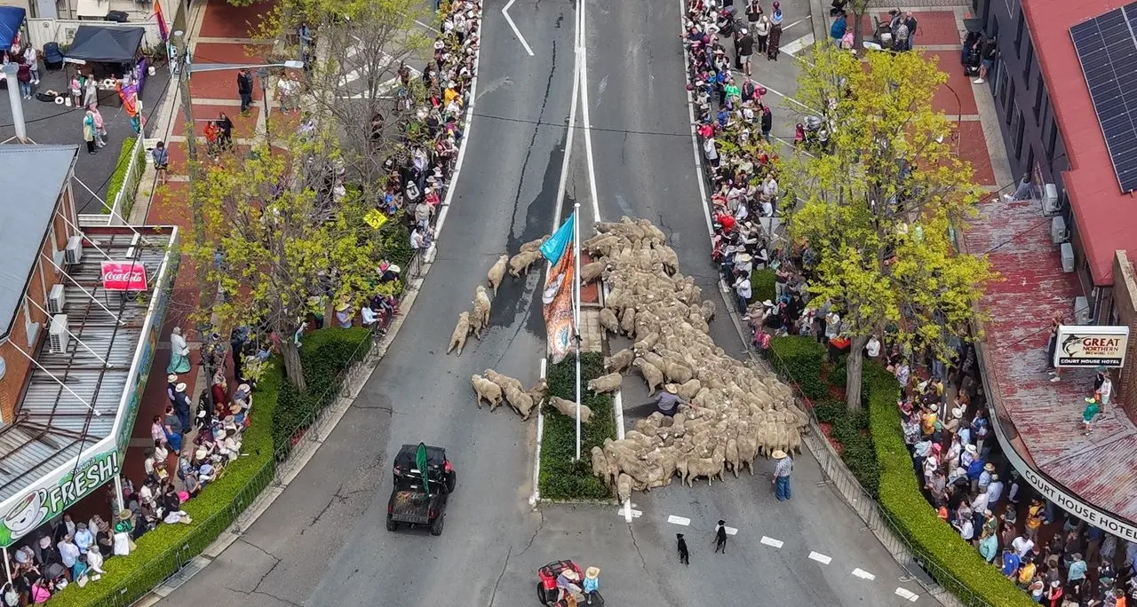Sheep run the main street as sun returns for Irish Woolfest