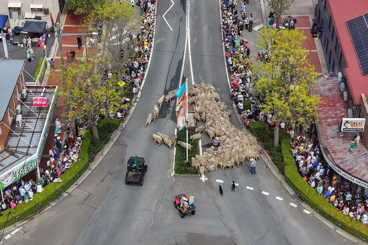 Sheep run the main street as sun returns for Irish Woolfest