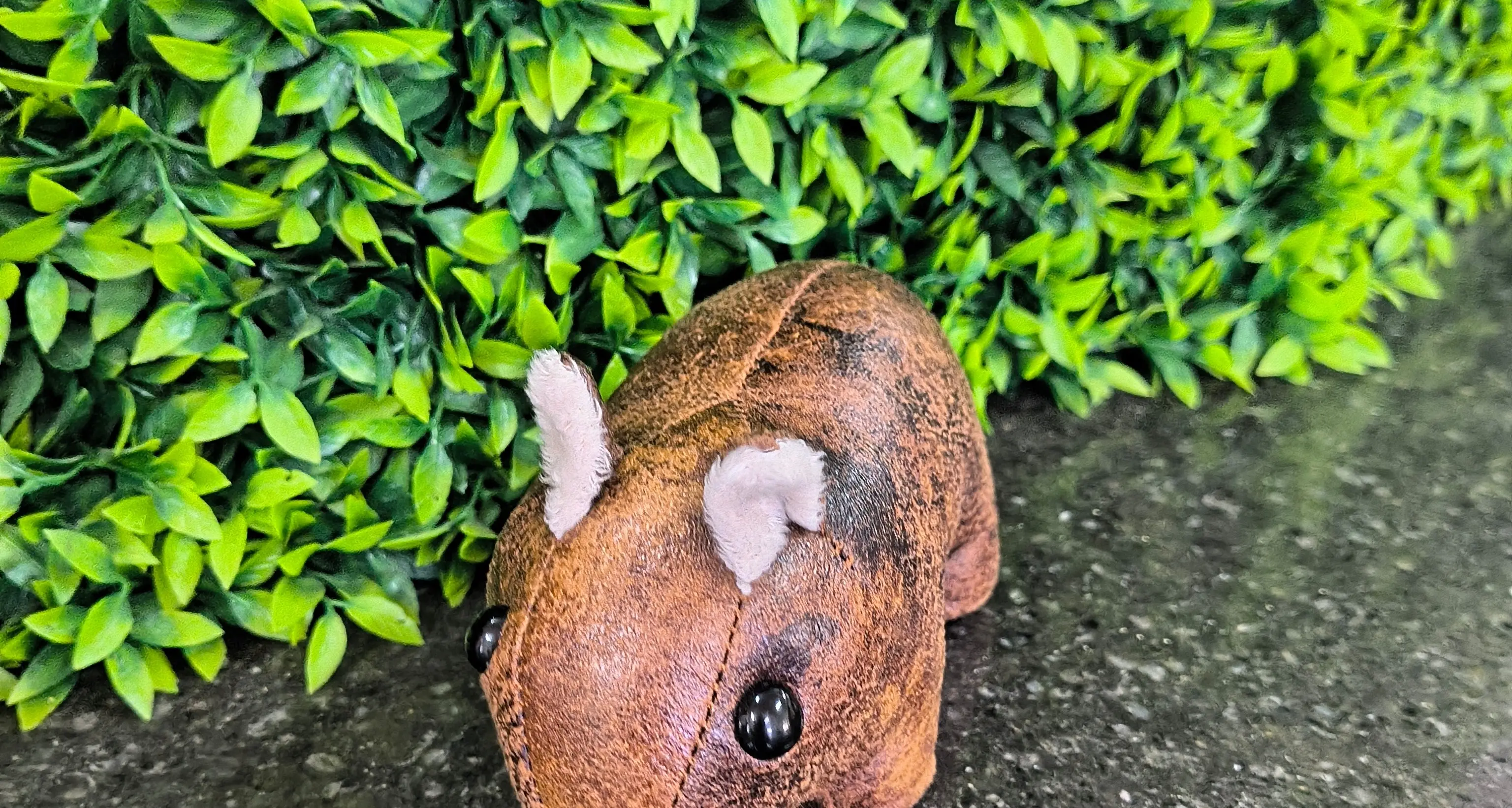 Where's Wally the Wombat?