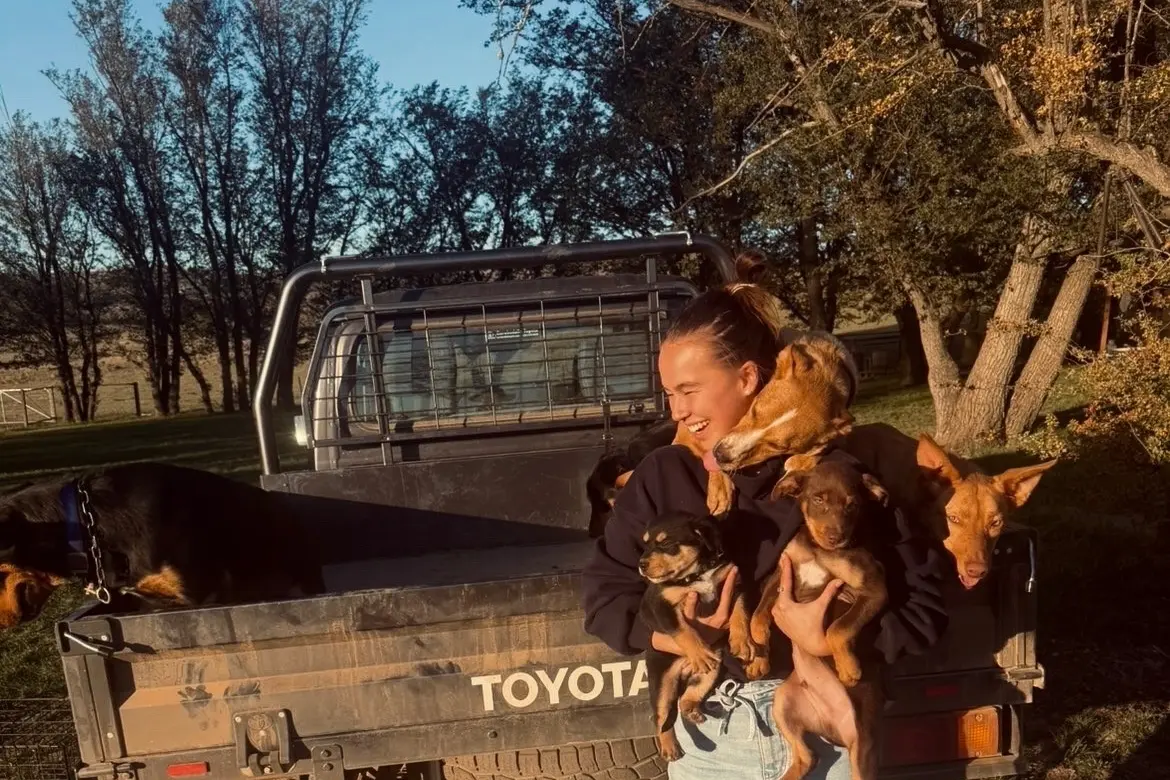 <p>Holli Carberry with a handful of kelpies. </p>\\n